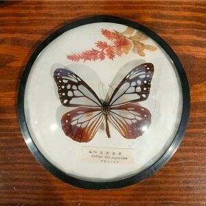 Vintage Taxidermy Butterfly Round Frame